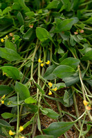 Caterpillar-plant; Scorpiurus muricatus subsp. subvillosus