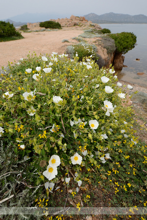 Salvia cistus; Cistus salviifolius