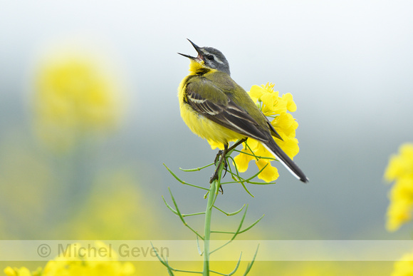 Gele kwikstaart; Western Yellow Wagtail; Motacilla flava