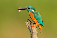 IJsvogel; Common Kingfisher; Alcedo atthis;