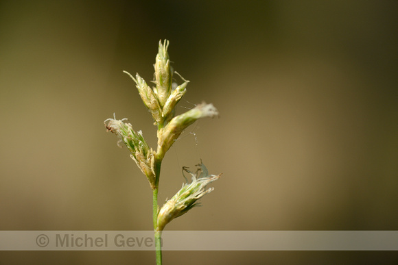 Trilgraszegge; Quaking grass-sedge; Carex brizoides