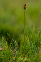Sterzegge; Star Sedge; Carex echinata