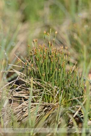 Veenbies; Deergrass; Trichophorum cespitosum;