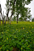 Europese Trollius; Globeflower; Trollius europaeus