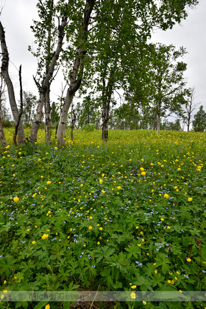 Europese Trollius; Globeflower; Trollius europaeus