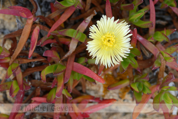 Hottentotvijg - Middagbloem; Hottentot-fig; Carpobrotus edulis