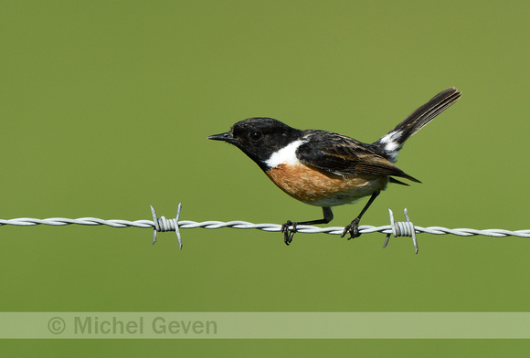 Roodborsttapuit; Stonechat; Saxicola rubicola