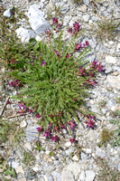 Astragalus monspessulanus subsp. monspessulanus;