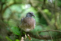 Houtduif - Woodpigeon - Columba palumbus