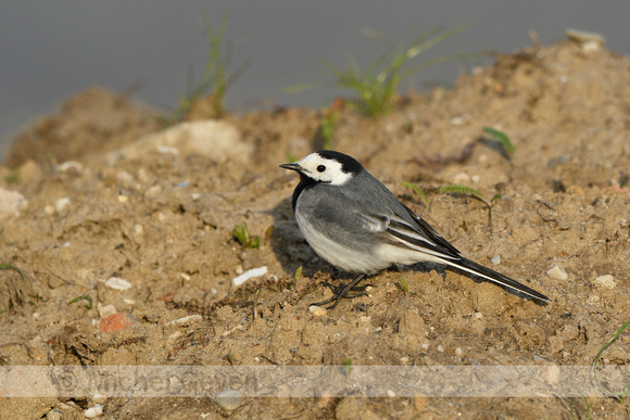 Witte kwikstaart; White wagtail; Motacilla alba