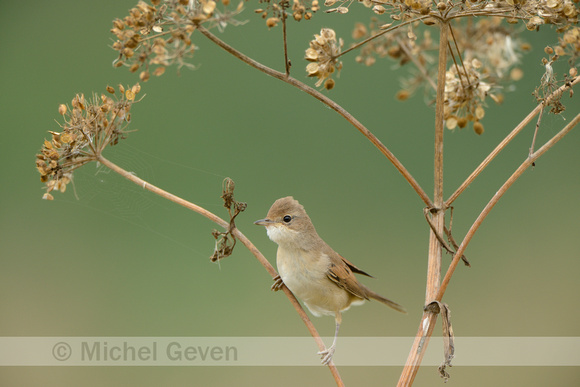 Grasmus; Whitethroat; Sylvia communis