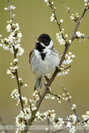 Rietgorst; Reed Bunting; Emberiza schoeniclus