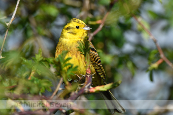 Geelgors; Yellowhammer; Emberiza citrinella