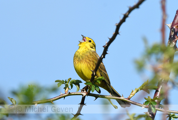 Geelgors; Yellowhammer; Emberiza citrinella