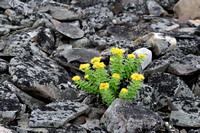 Roseroot; Rhodiola rosea