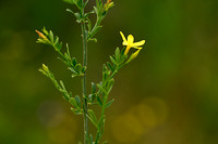 Jasminum fruticans