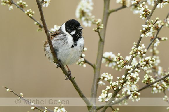 Rietgorst; Reed Bunting; Emberiza schoeniclus