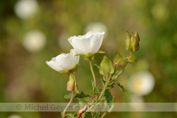 Salvia cistus; Cistus salviifolius