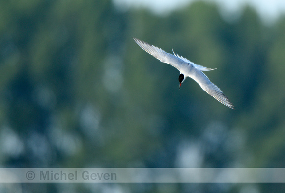 Visdief; Common Tern; Sterna hirundo