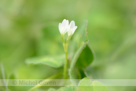 Onderaardse klaver; Subterranean Clover;Trifolium subterraneum;