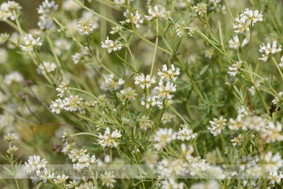 Badassi; Dorycnium pentaphyllum