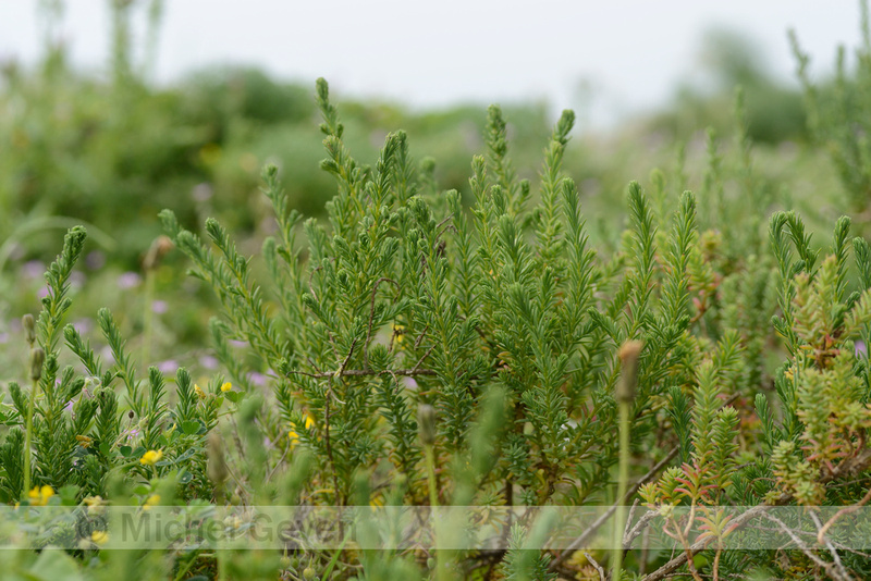 Michel Geven Natuurfotografie | Groot Schorrekruid - Shrubby Sea-blite ...