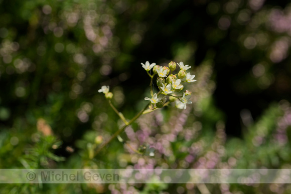 Livelong Trossteenbreek; Saxifrage; Saxifraga paniculata