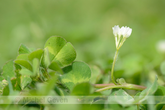 Onderaardse klaver; Subterranean Clover;Trifolium subterraneum;