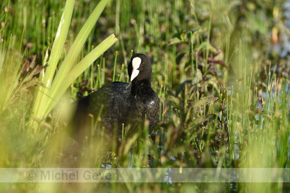 Meerkoet; Coot; Fulica atra