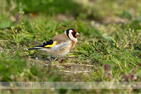 Putter; European Goldfinch; Carduelis carduelis