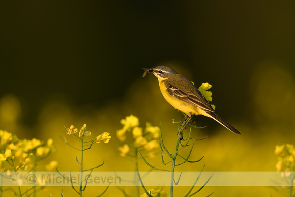 Gele kwikstaart; Western Yellow Wagtail; Motacilla flava