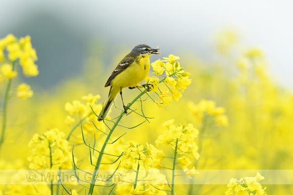 Gele kwikstaart; Western Yellow Wagtail; Motacilla flava