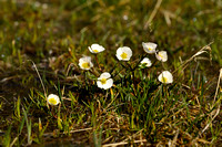 Gletsjerboterbloem; Ranunculus glacialis