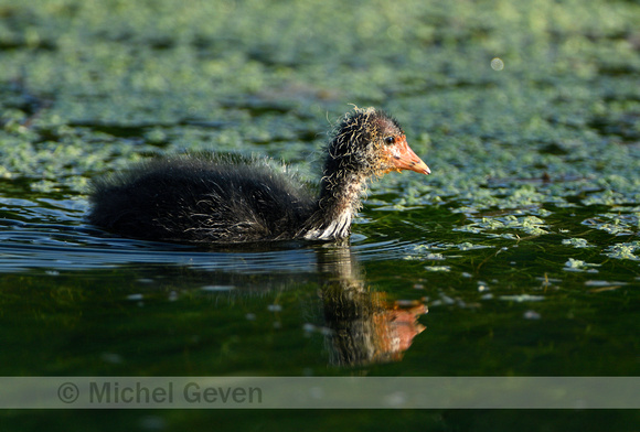 Meerkoet; Coot; Fulica atra