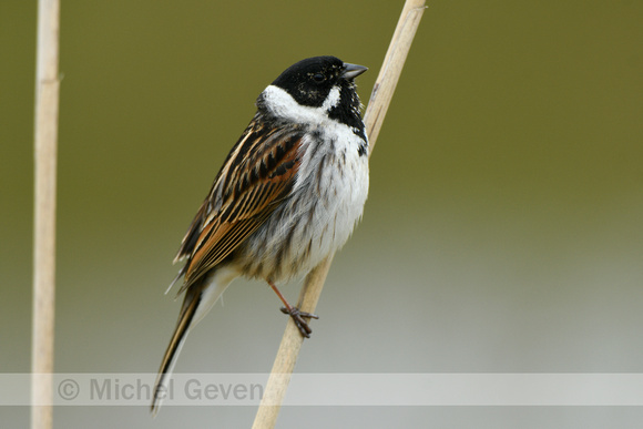 Rietgorst; Reed Bunting; Emberiza schoeniclus