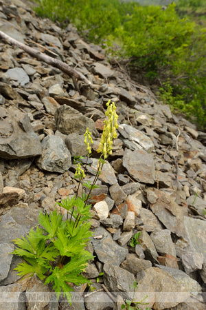 Gele monnikskap; Wolfsbane; Aconitum vulparia