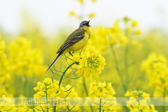 Gele kwikstaart; Western Yellow Wagtail; Motacilla flava