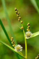 Egelskopfamilie - Sparganiaceae