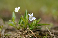 Melkviooltje; Fen Violet; Viola persicifolia