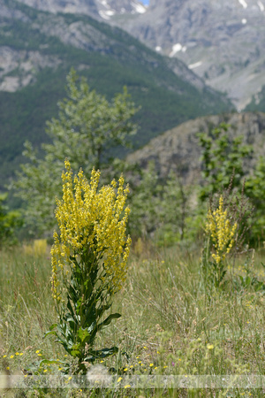 Melige Toorts; White mullein; Verbascum lychnitis