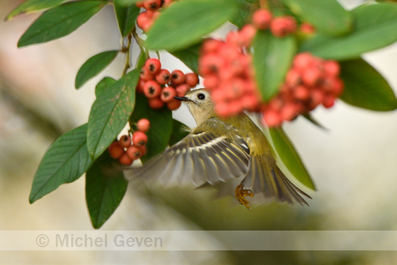 Goudhaan; Goldcrest; Regulus regulus