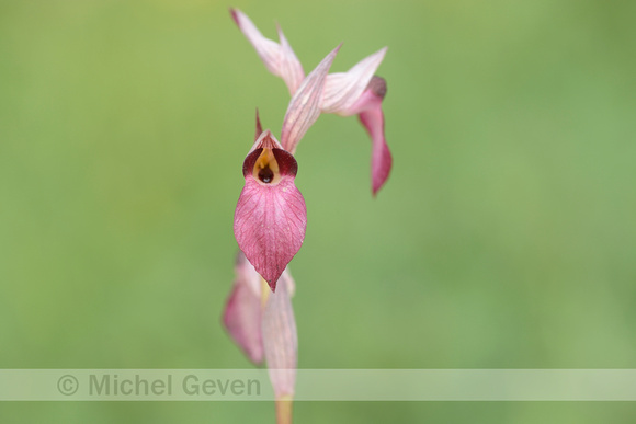 Tongorchis; Tongue-orchid; Serapias lingua;