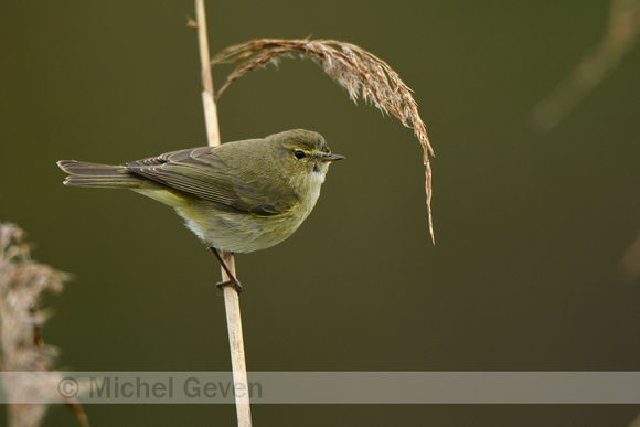 Tjiftjaf; Common Chiffchaff; Phylloscopus collybita