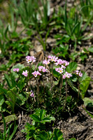 Androsace adfinis subsp. puberula