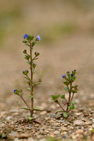 Steentijmereprijs; French Speedwell; Veronica acinifolia