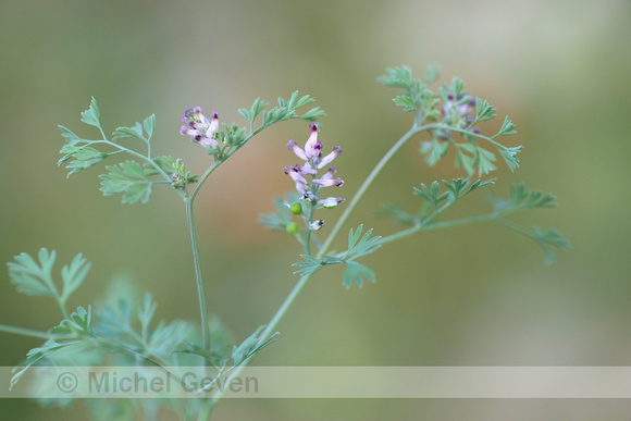 Roze Duivenkervel; Few-flowered Fumitory; Fumaria vaillantii