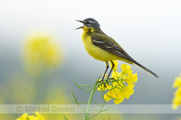 Gele kwikstaart; Western Yellow Wagtail; Motacilla flava