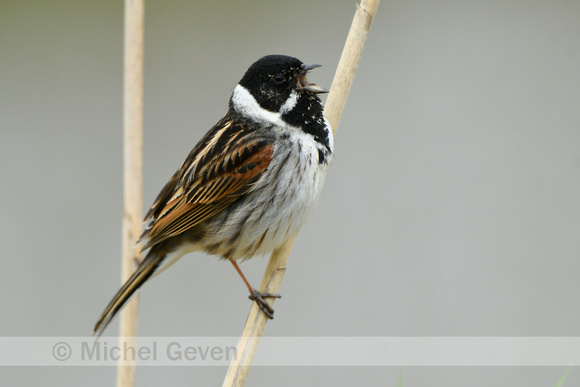 Rietgorst; Reed Bunting; Emberiza schoeniclus