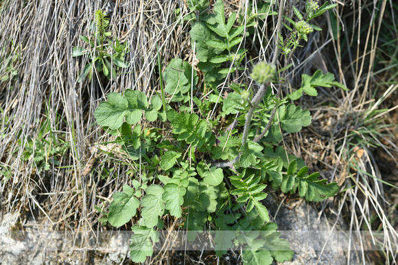 Behaarde mosterd; Sinapis pubescens