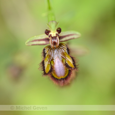Mirror Bee Orchid; Ophrys speculum;